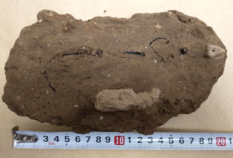 Ископаемое дятла 200 000-летней давности найдено в "ошеломляющем" состоянии