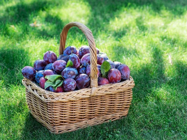 Рассказ про сливу