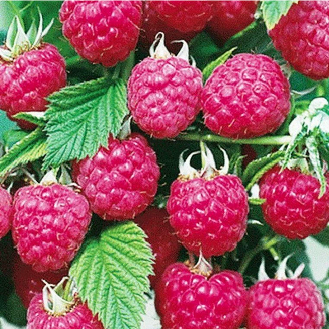 Рассказ про малину