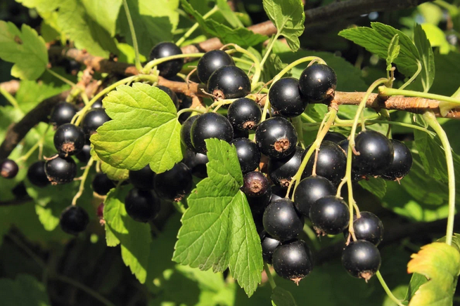 Рассказ про черную смородину