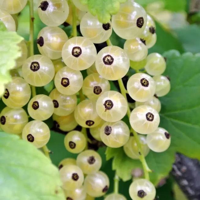 Рассказ про белую смородину