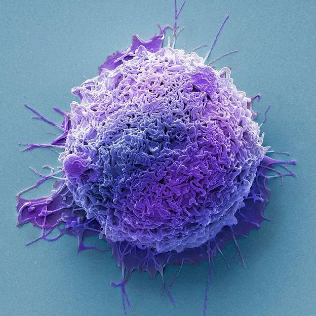 Бактерии, живущие внутри опухолей