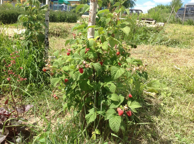 Рассказ про малину