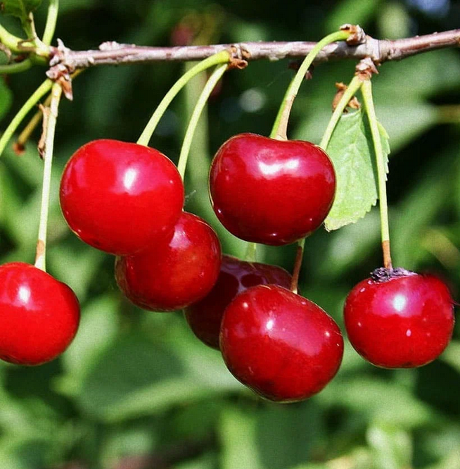 Рассказ про вишню