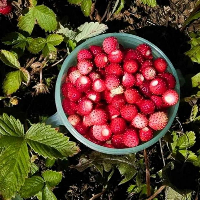 Рассказ про клубнику