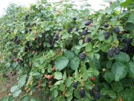 Рассказ про ежевику