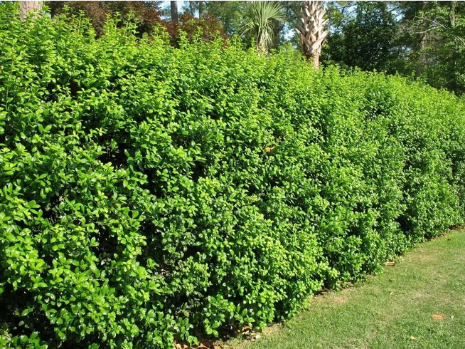 Рассказ про крыжовник