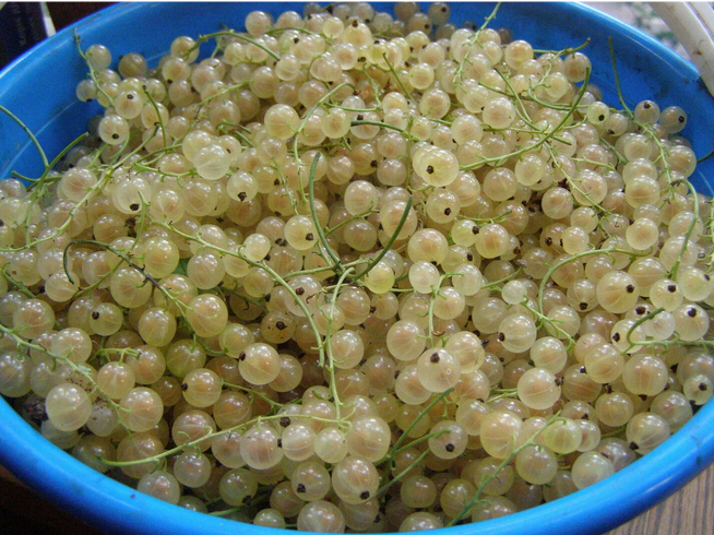 Рассказ про белую смородину