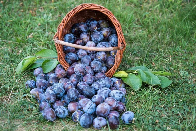 Рассказ про сливу