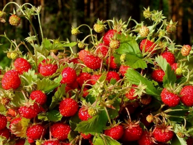 Рассказ про клубнику