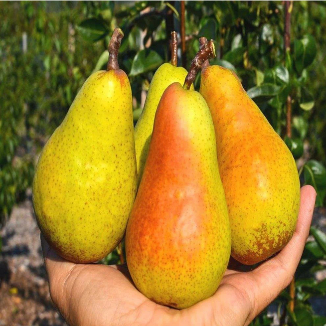 Рассказ про грушу