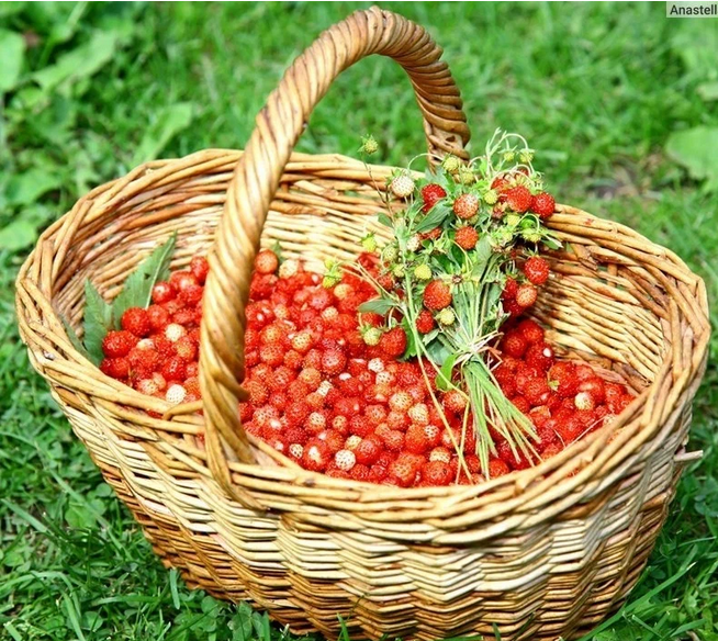 Рассказ про землянику