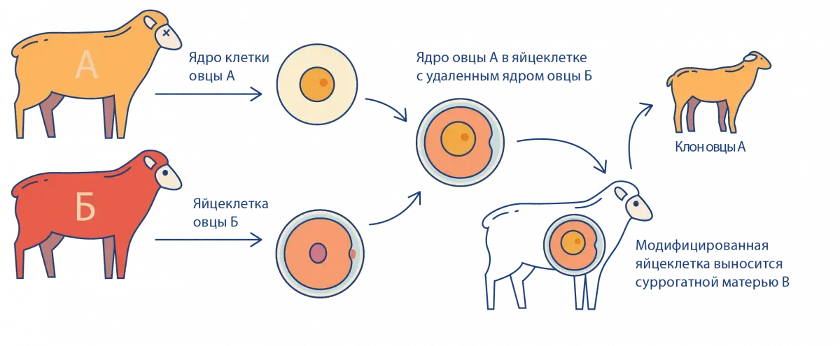 День рождения овечки Долли