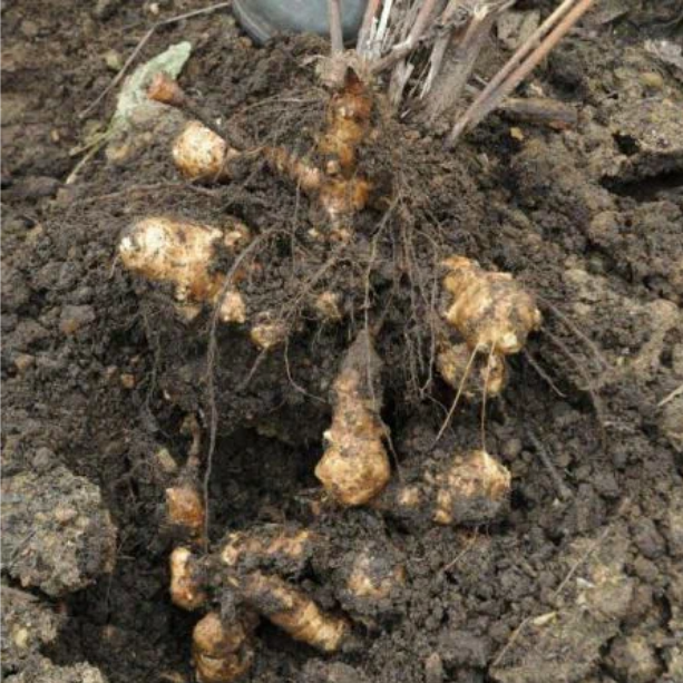 Рассказ про топинамбур