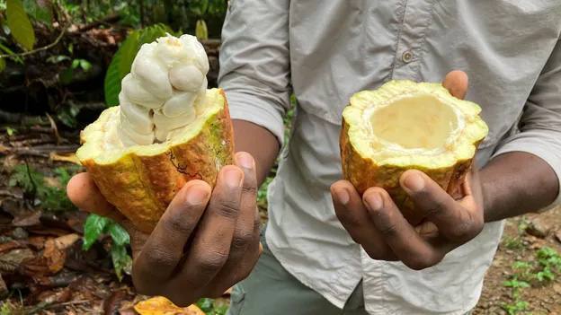 Темное прошлое Шоколадных островов