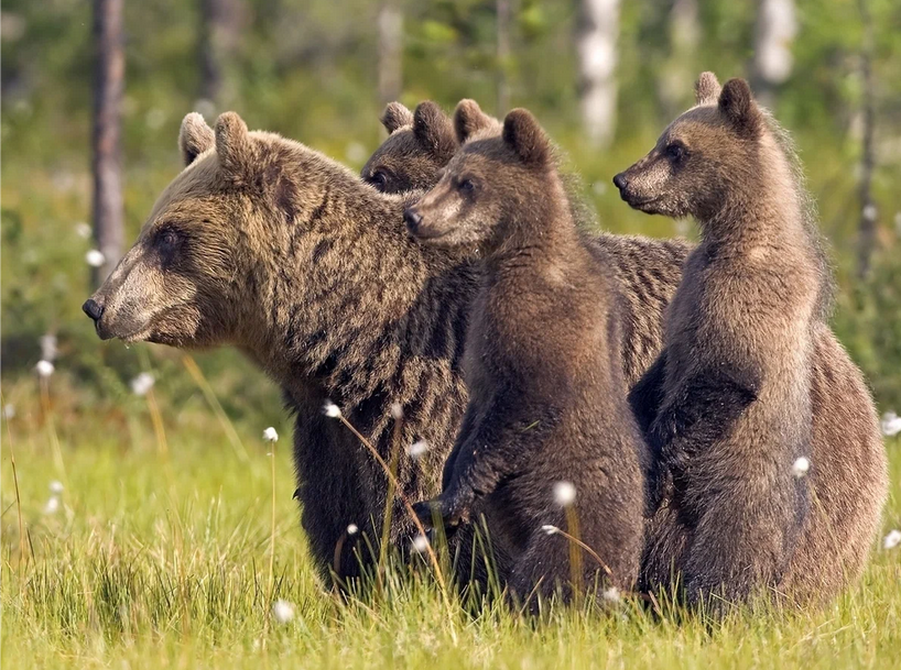 Рассказ про чернику