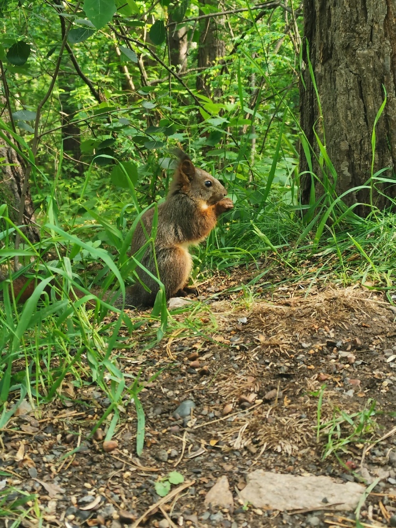 Лес, который даёт нам тень, нельзя осквернять.