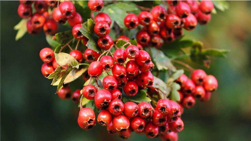 Рассказ про боярышник