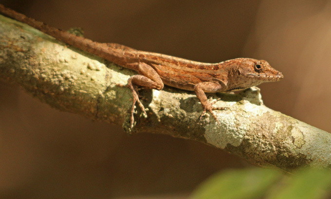 Эти исследователи переосмысливают поведение животных через призму феминизма.