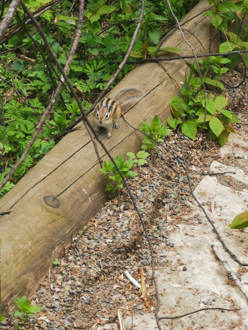 Лес, который даёт нам тень, нельзя осквернять.