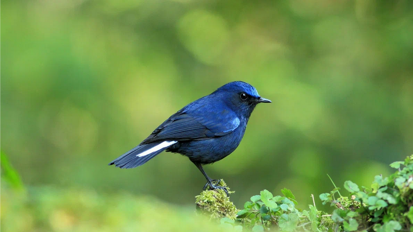 Рассказ про чернику