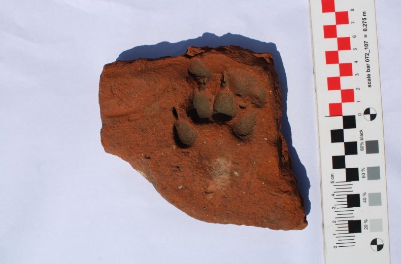 Древние отпечатки собачьих лап найдены возле Римского форта.