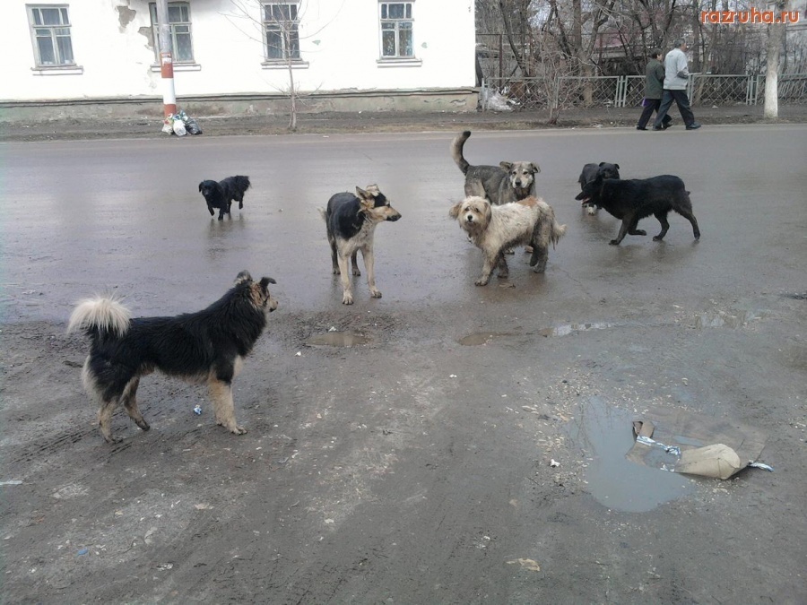 Купить Щенка В Петровске Саратовской Области