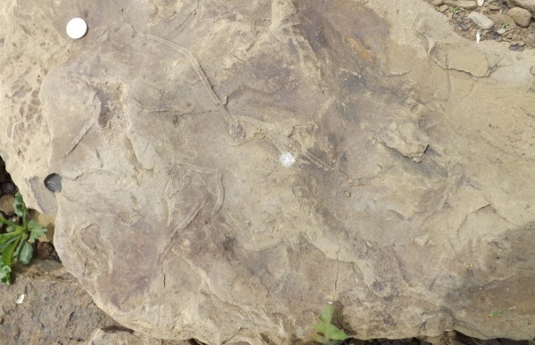 Бухта Тихая невероятные следы биофоссилий.