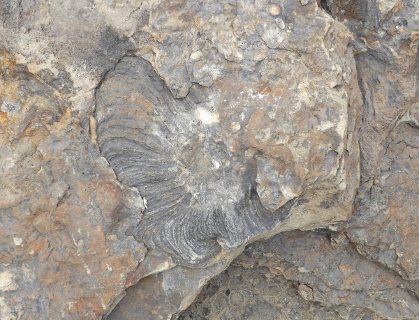 Бухта Тихая невероятные следы биофоссилий.