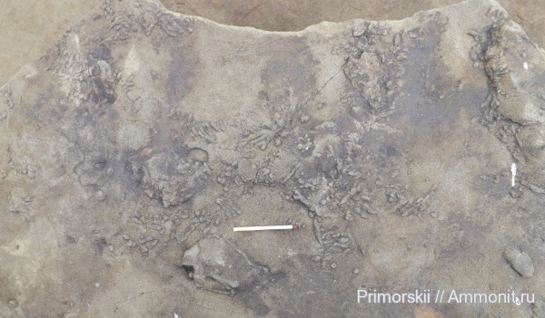 Бухта Тихая невероятные следы биофоссилий.