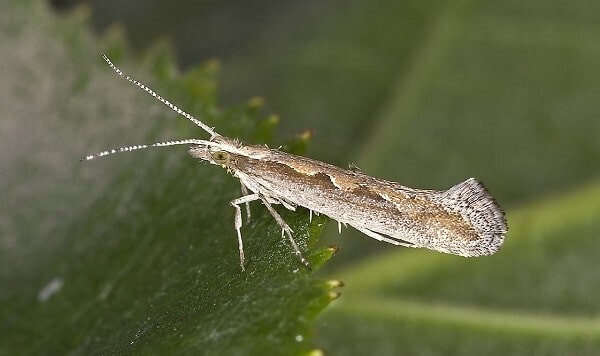 Одолела капустная моль? Расскажу, как с ней бороться