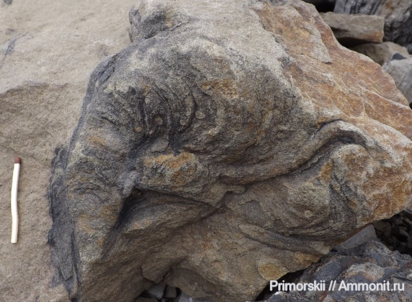 Бухта Тихая невероятные следы биофоссилий.