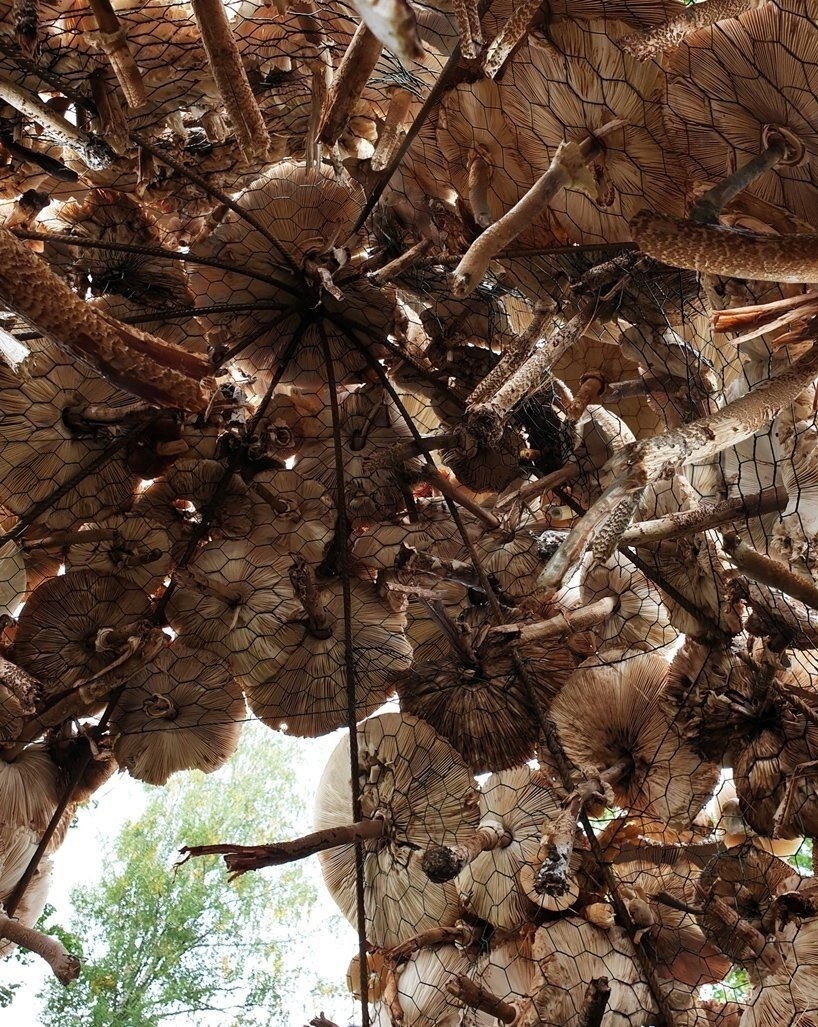 "Грибная шляпа"