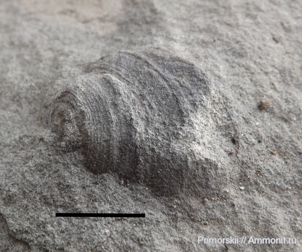 Бухта Тихая невероятные следы биофоссилий.