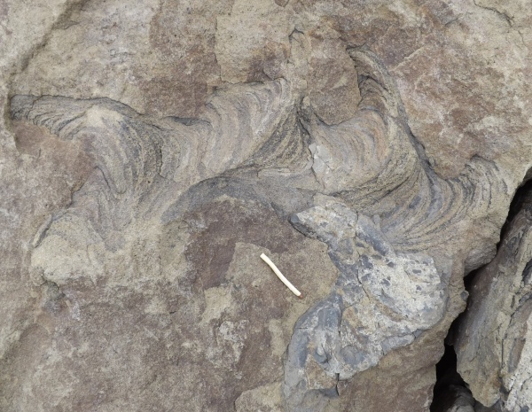 Бухта Тихая невероятные следы биофоссилий.