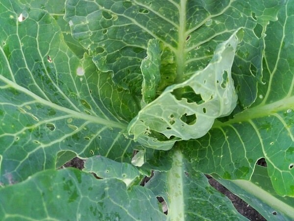 Одолела капустная моль? Расскажу, как с ней бороться