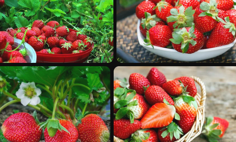 Клубника - это вкусная и полезная ягода, которая приносит множество пользы для здоровья. Вот несколько причин, почему клубника полезна.