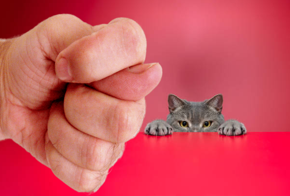 Бедных животных и их владельцев наши добрые чиновники решили уморить голодом