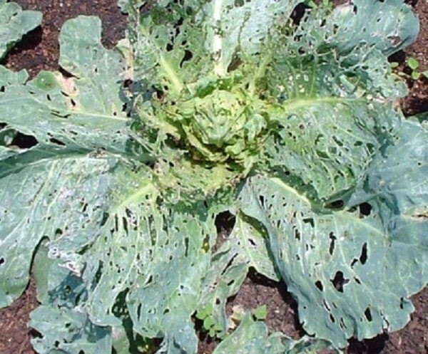 Одолела капустная моль? Расскажу, как с ней бороться