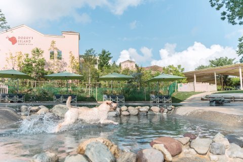 Лучшие места для путешествий с собаками по всему миру.