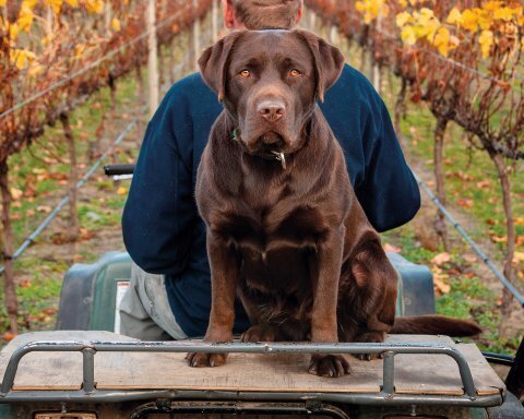 Лучшие места для путешествий с собаками по всему миру.
