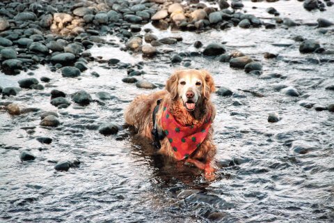 Лучшие места для путешествий с собаками по всему миру.