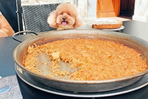 Лучшие места для путешествий с собаками по всему миру.