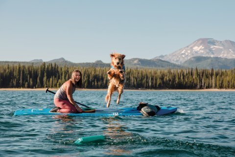 Лучшие места для путешествий с собаками по всему миру.