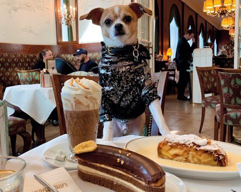 Лучшие места для путешествий с собаками по всему миру.