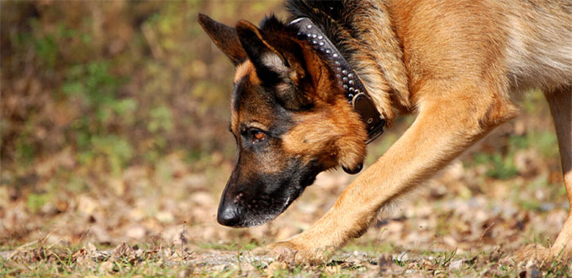 История с собакой-следопытом про пивной ларек. Опрос.