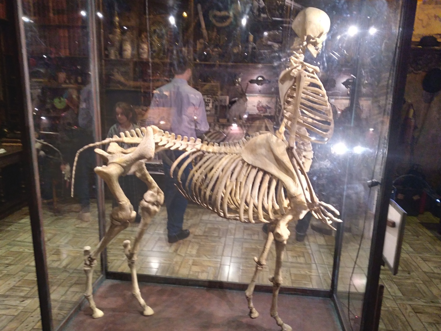 Фантастические твари и где они обитают. Бестиарий в Санкт-Петербурге