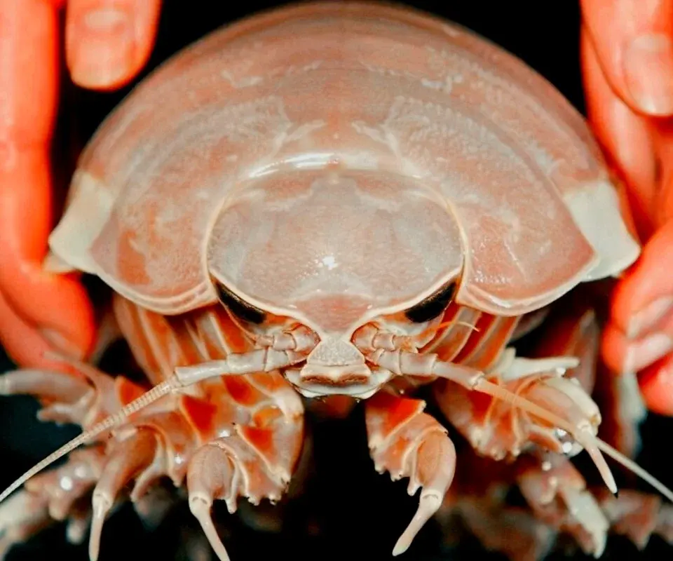 Что это за неопознанные существа?