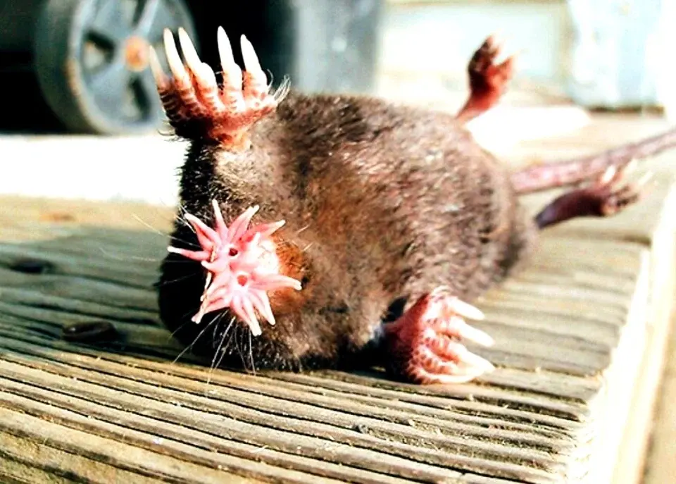 Что это за неопознанные существа?