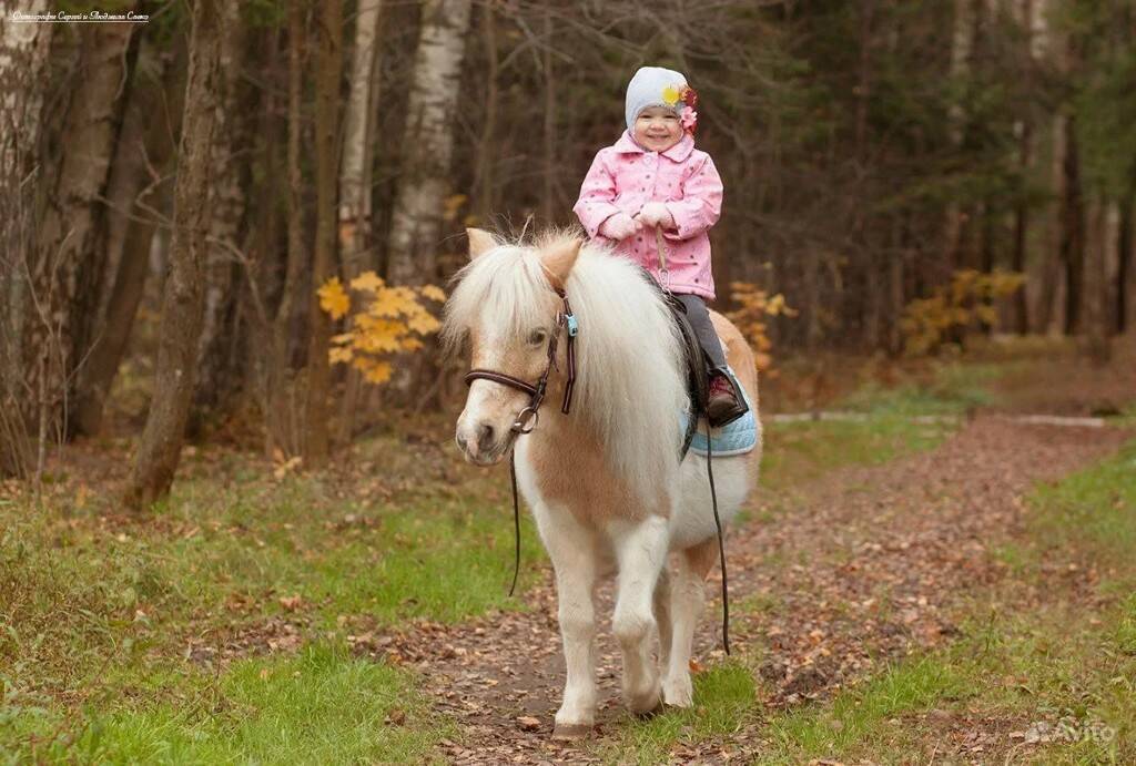 Катание на лошадях и пони – интересный отдых для всех